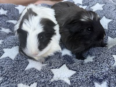Guinea Pigs