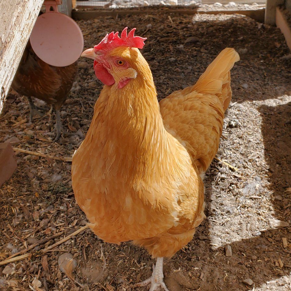 Good laying chicken 10 month old