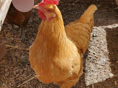 Good laying chicken 10 month old