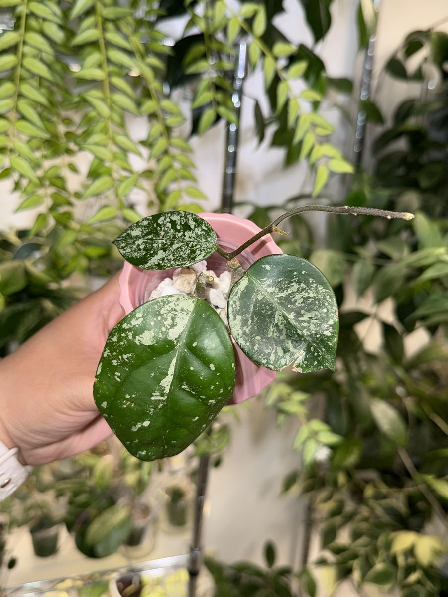 Hoya carnosa 'Stardust' (high splash) - Plant