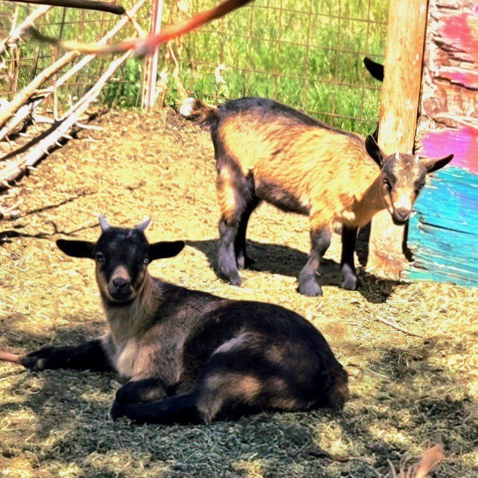 Blue-Eyed Nigerian Dwarf Dairy Goat Kids (American Goat Association)