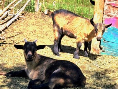Blue-Eyed Nigerian Dwarf Dairy Goat Kids (American Goat Association)