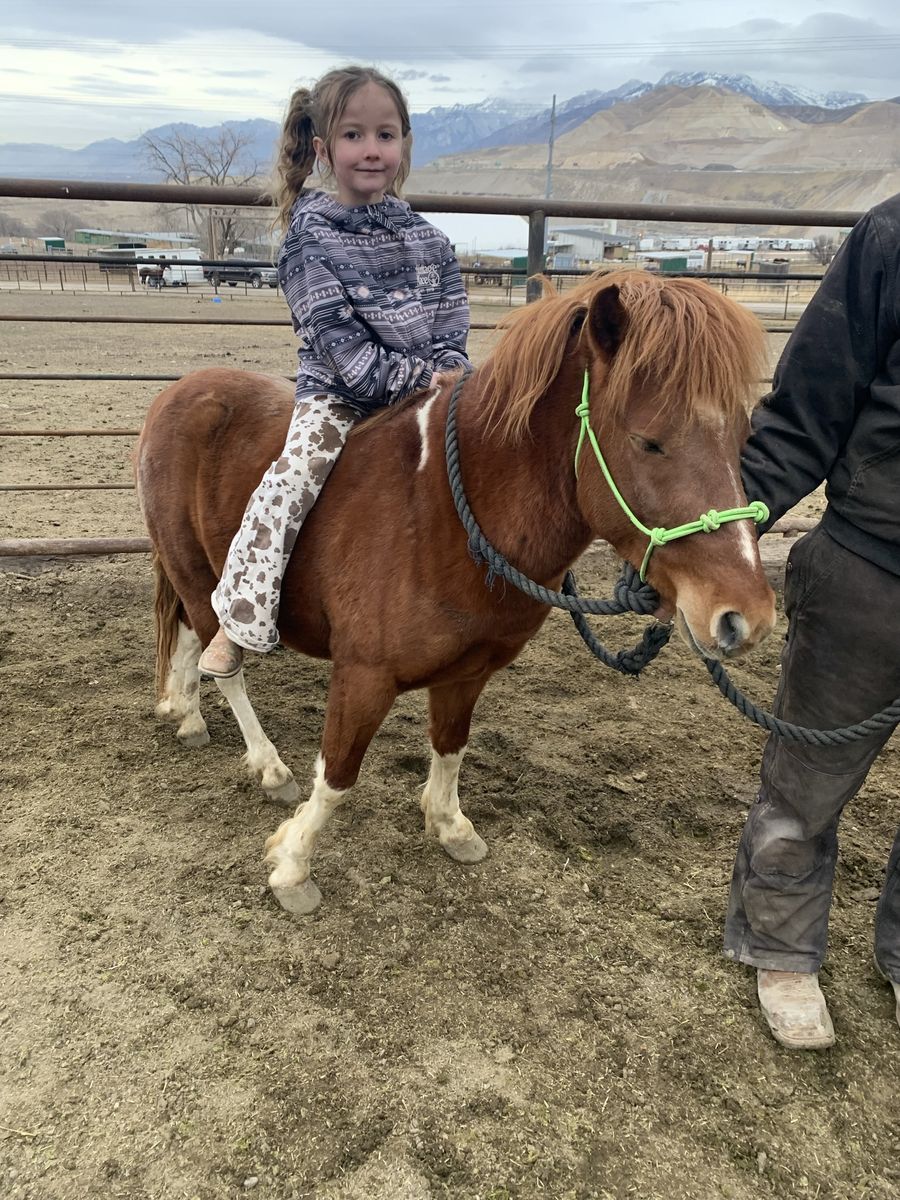 5 Year Old gelding Pony