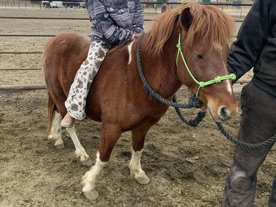 5 Year Old gelding Pony
