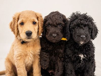F1B Mini Goldendoodle Puppies: Hamm (Apricot, Flat Coat) , Gabby (Black, Wavy Coat) & Lily ( Black, curly Coat)