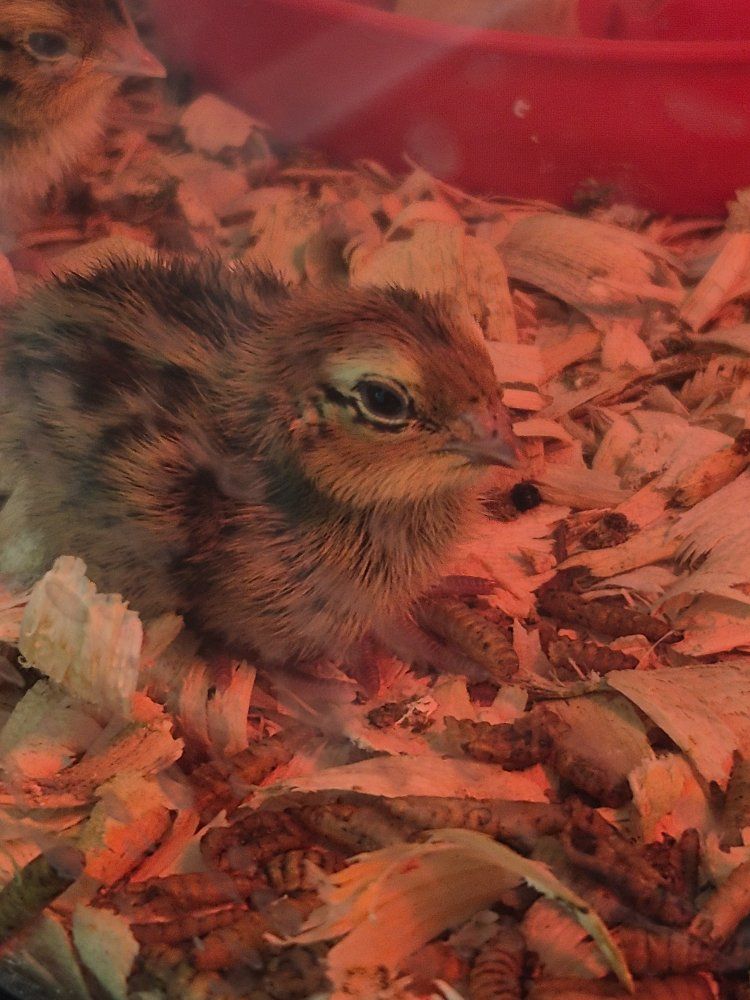 Baby Quail Chicks - Healthy Hatchlings