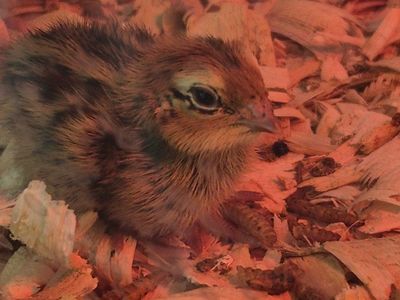 Baby Quail Chicks - Healthy Hatchlings