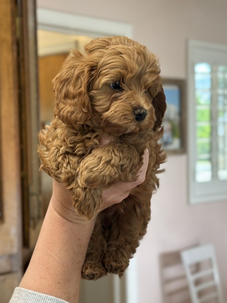 Male Toy Golden-Cavadoodle Puppy