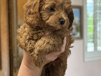 Male Toy Golden-Cavadoodle Puppy