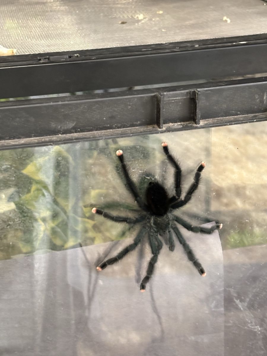 Beautiful female tarantula