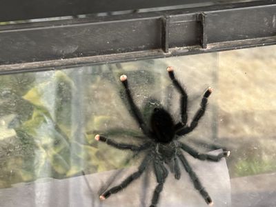 Beautiful female tarantula