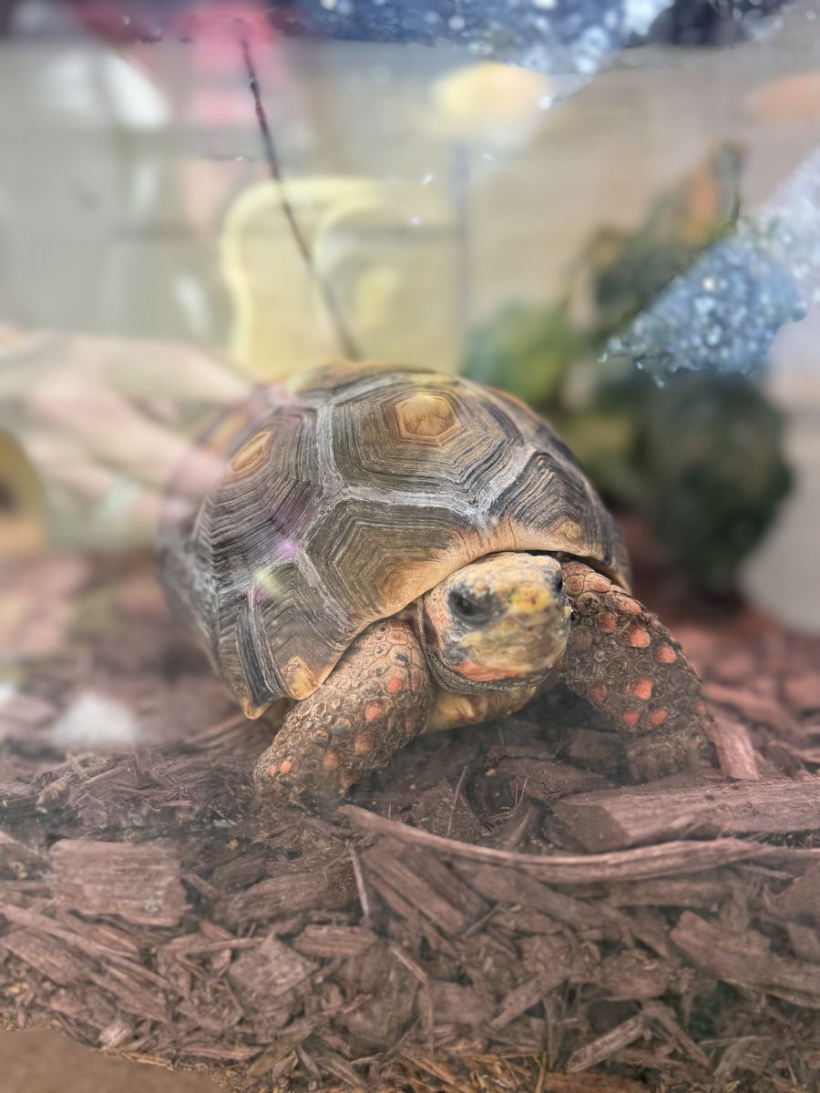Red Footed Tortoise