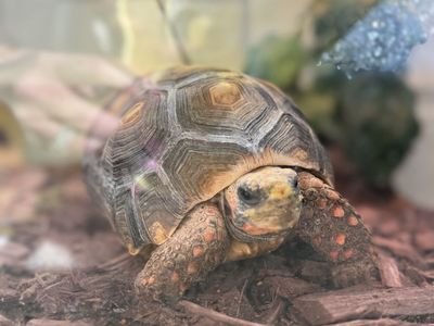 Red Footed Tortoise