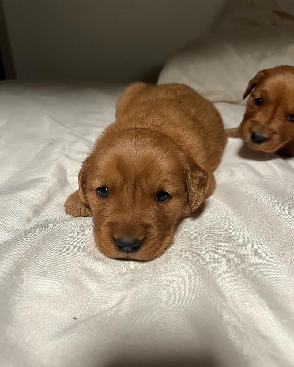 AKC RED golden retriever puppies