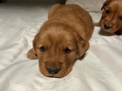 AKC RED golden retriever puppies