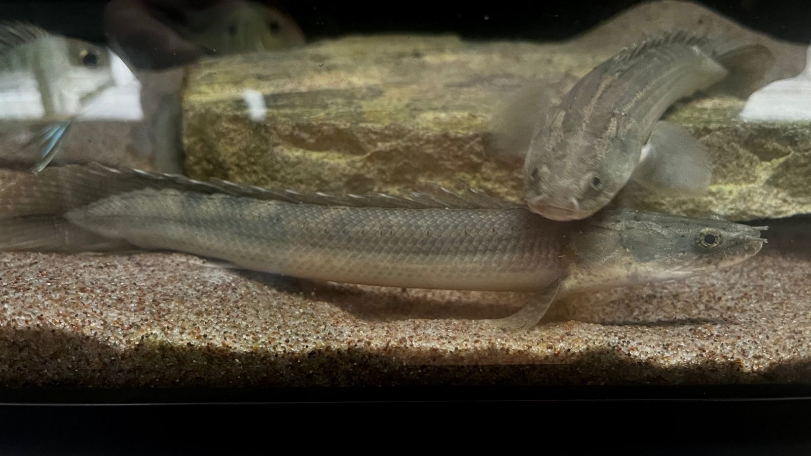 Lapradei Bichir