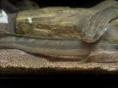 Lapradei Bichir