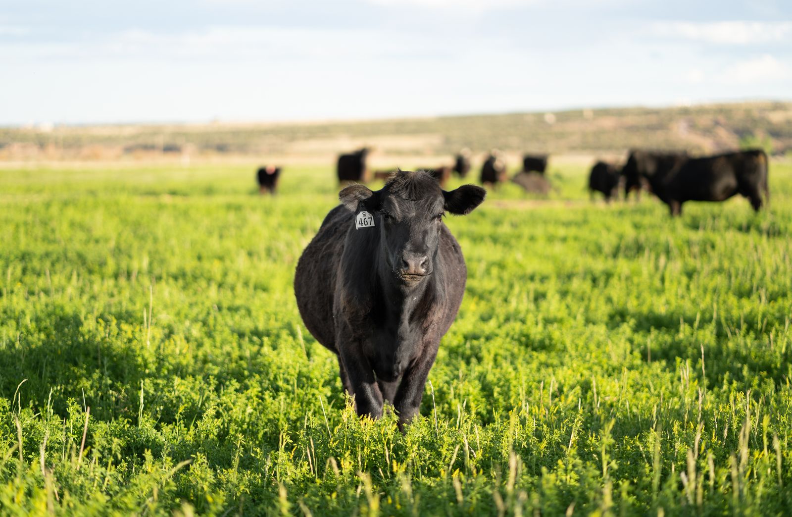 All Natural, Grass Fed, Black Angus Beef