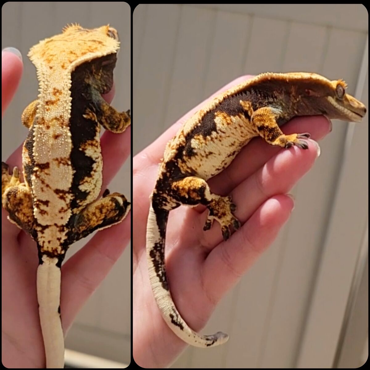 Two Adult Crested Geckos With (almost) Everything