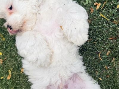 Maltese Poodle Mix Pup for Sale- Male