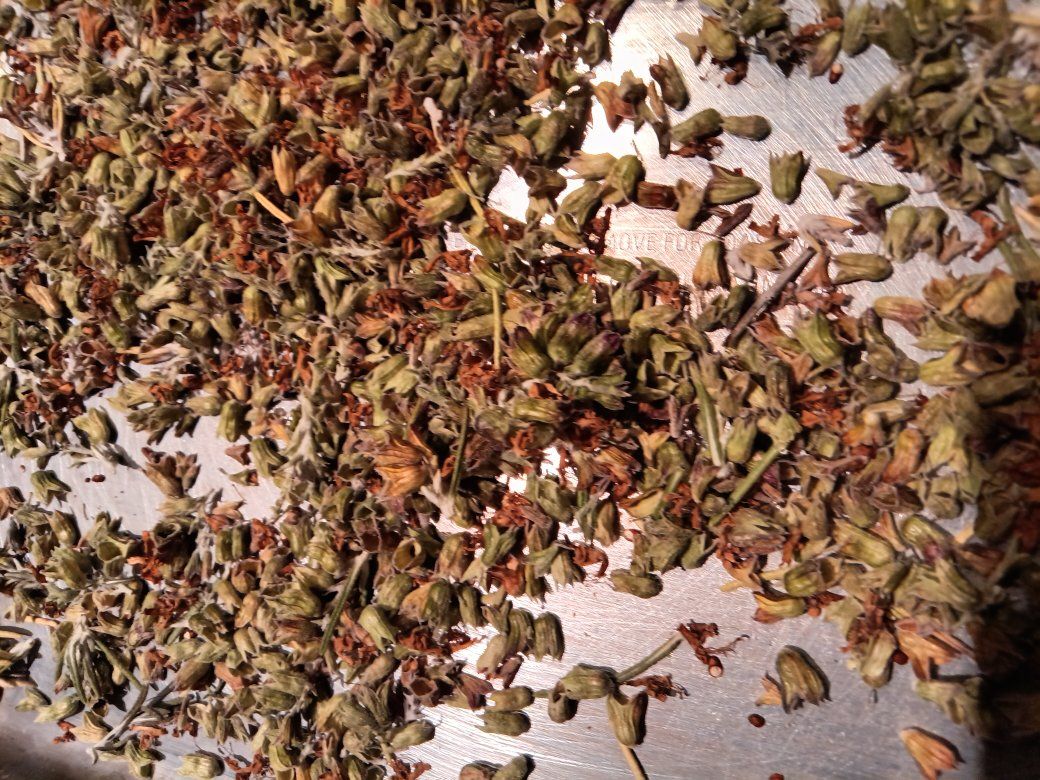 Rosemary seeds