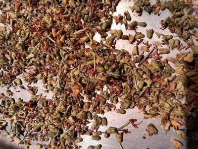 Rosemary seeds