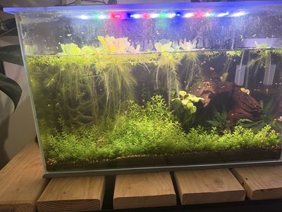 FREE GUPPY REHOME