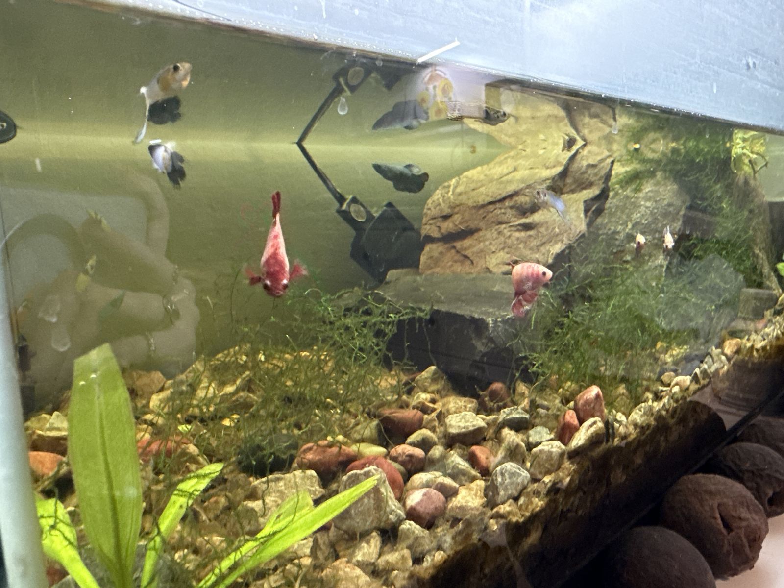 Fish tanks and fish! Going on mission