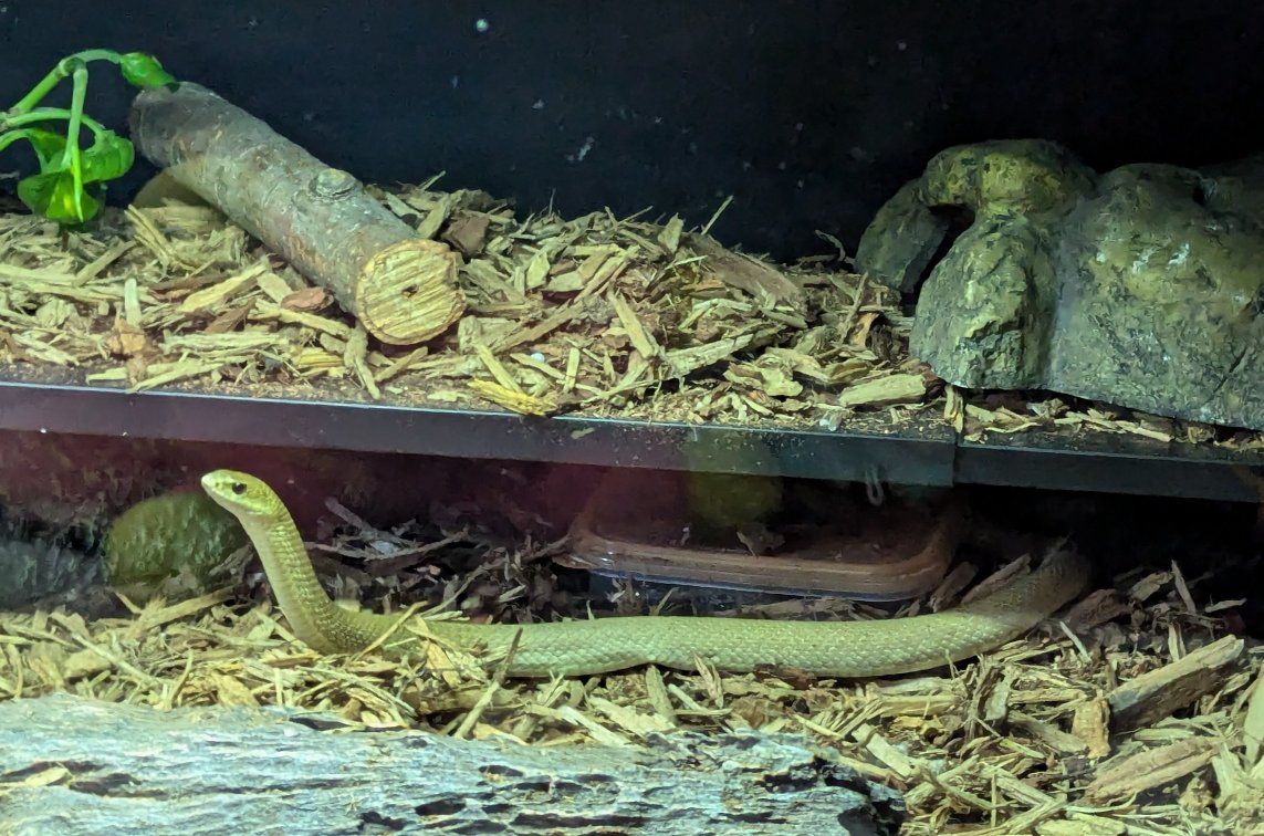 3 Adult Madegascar Hognose
