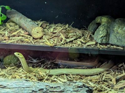 3 Adult Madegascar Hognose
