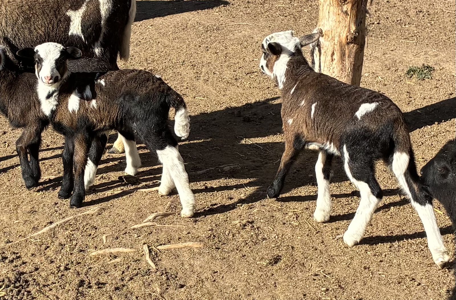 Painted Deaert Ram lambs