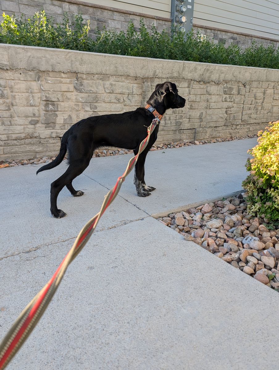 Re-home 6 month old dog