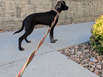 Re-home 6 month old dog