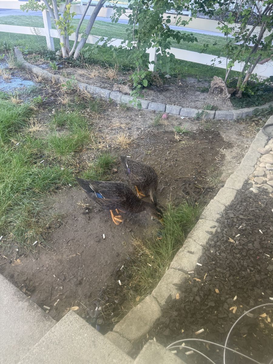 2 female ducks FREE