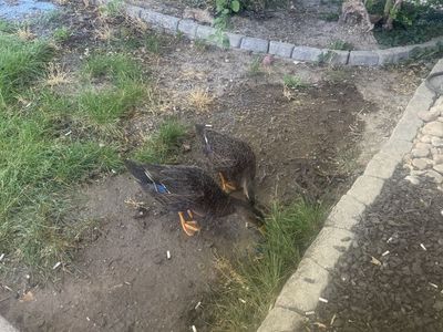 2 female ducks FREE