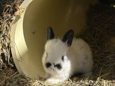 Mini-Rex Bunny Rabbits