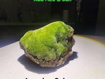 DECORATIVE Lava Rocks That Turn Bright Neon Green, when pouring H2O directly on the rockf