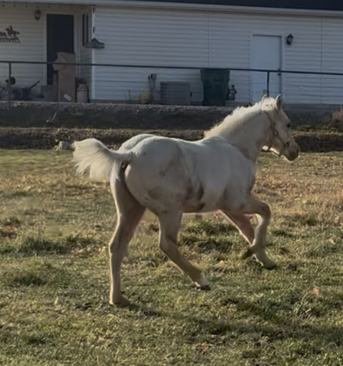 Registered Yearling Palomino Colt