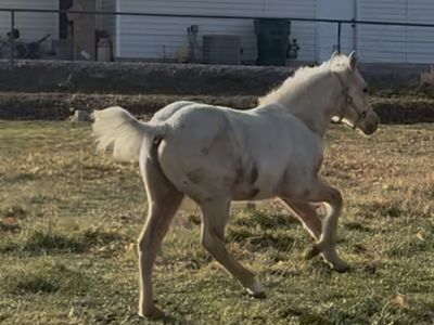 Registered Yearling Palomino Colt