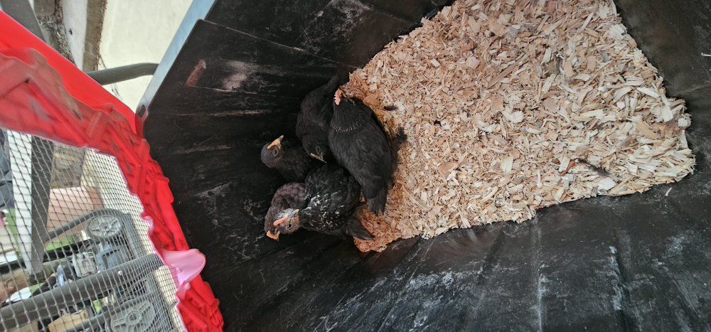 back crossed olive egger chicks