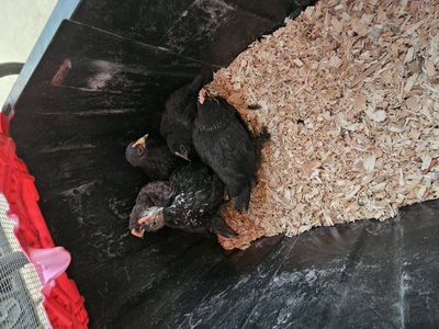 back crossed olive egger chicks