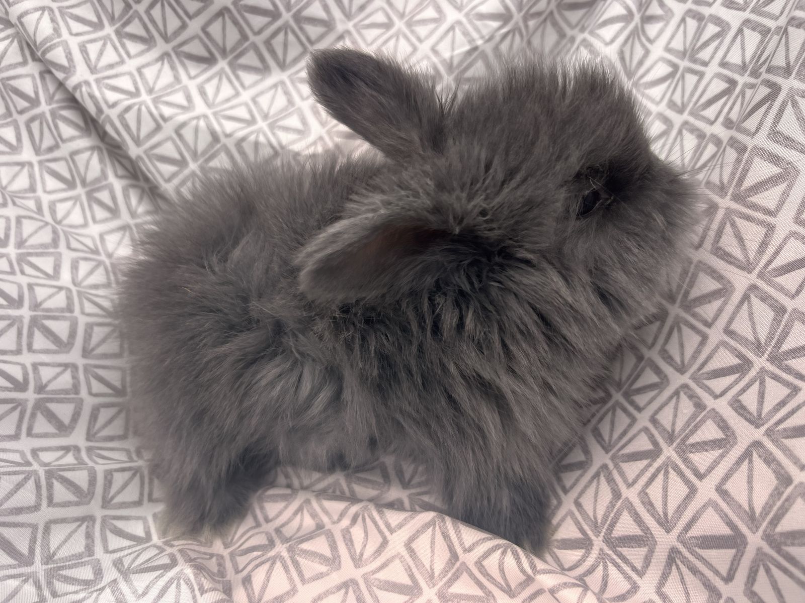 Baby English Angora doe