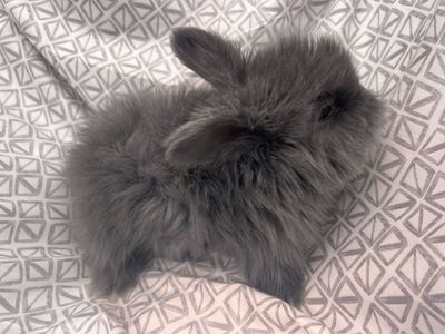 Baby English Angora doe