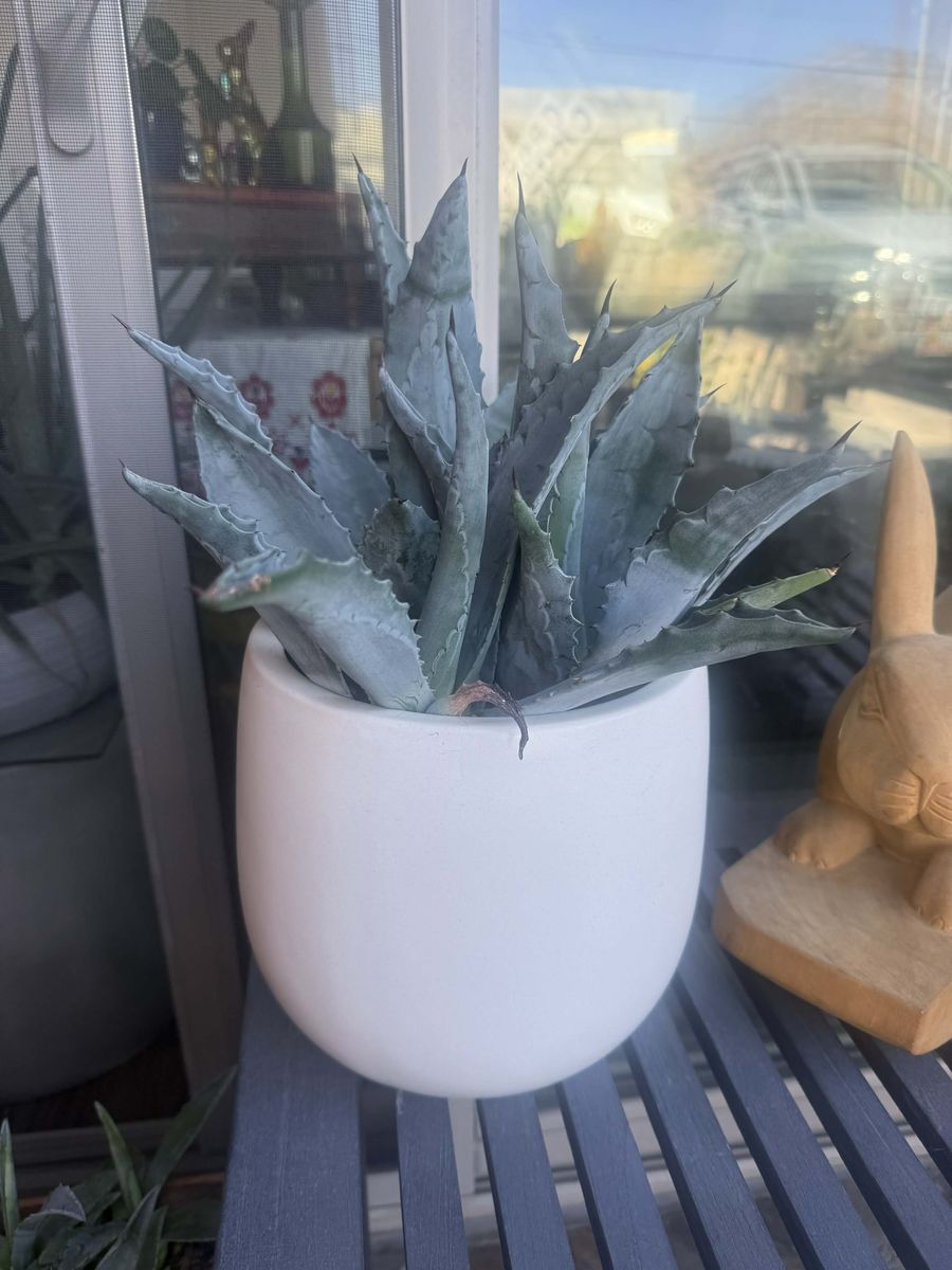 Blue Agave Cactus Plants in Pots Multiple to Chose From