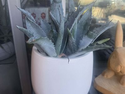 Blue Agave Cactus Plants in Pots Multiple to Chose From