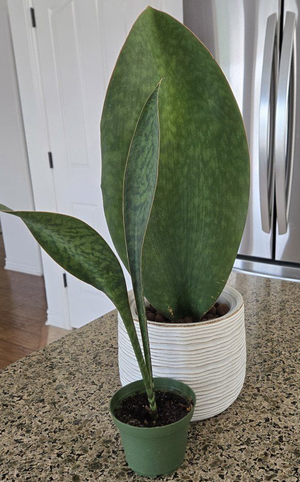Whale Fin Snake Plant