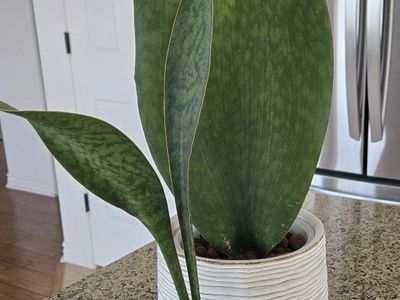 Whale Fin Snake Plant