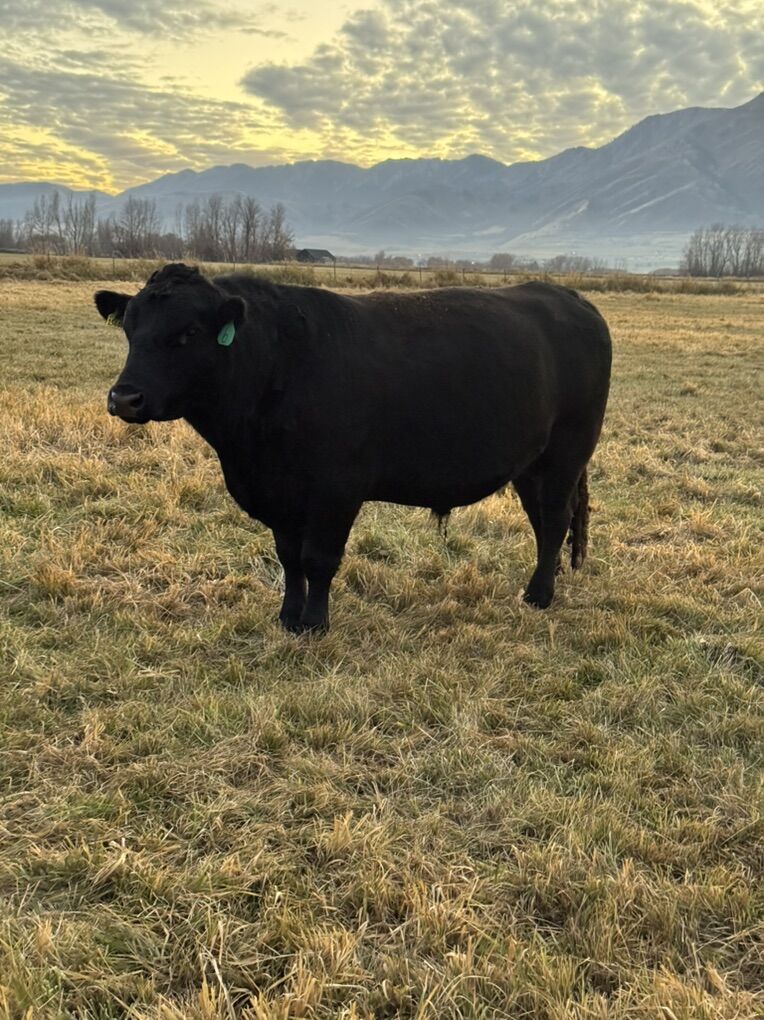 3 Year Old Angus Bull