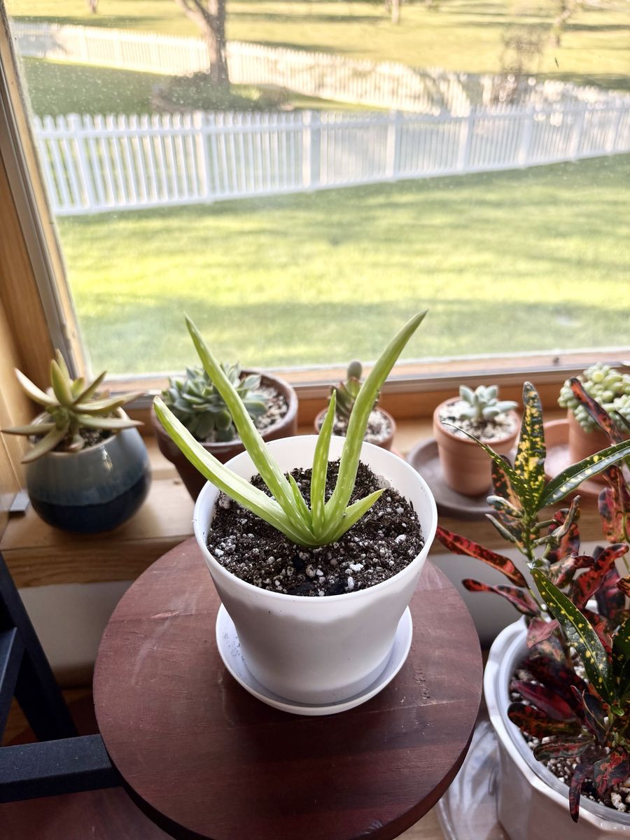 Aloe Vera House Plant