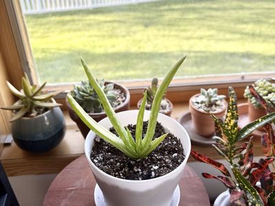 Aloe Vera House Plant
